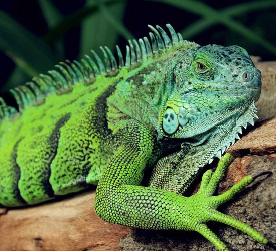 Palo Verde National Park Tour - EcoTrans Costa Rica